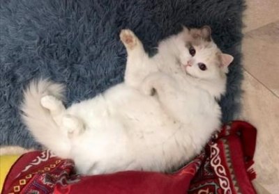 ​锦鲤鱼吃小鱼吗？锦鲤鱼吃小鱼吗？怎么喂