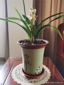 ​兰花变黄变黑怎么挽救？别急，方法在这里