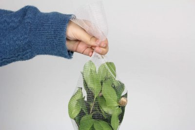 ​茶花掉叶子的补救方法