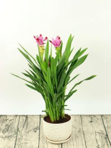 ​姜荷花怎么养，会一直开花吗