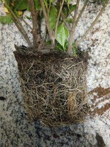 ​栀子花的风水作用