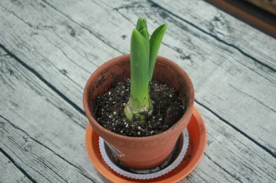 ​水养的风信子怎么养护，风信子水养好吗