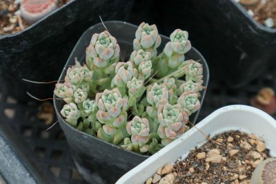 ​白菊多肉怎么养，用深盆种还是浅盆种