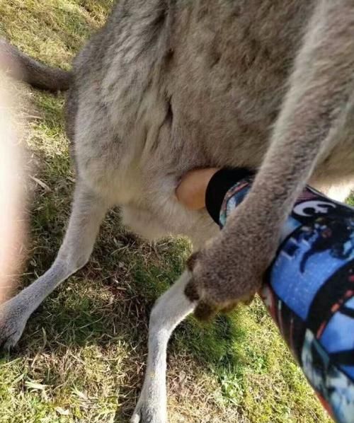 小袋鼠为什么要在袋鼠妈妈的袋子里生活