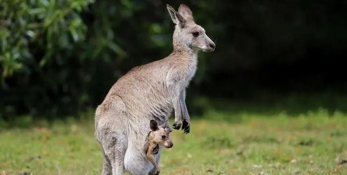 袋鼠袋子里有粪便怎么办,刚出生的袋鼠会进育儿袋里它们粪便是怎么处理的