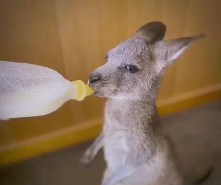 袋鼠袋子里有粪便怎么办,刚出生的袋鼠会进育儿袋里它们粪便是怎么处理的