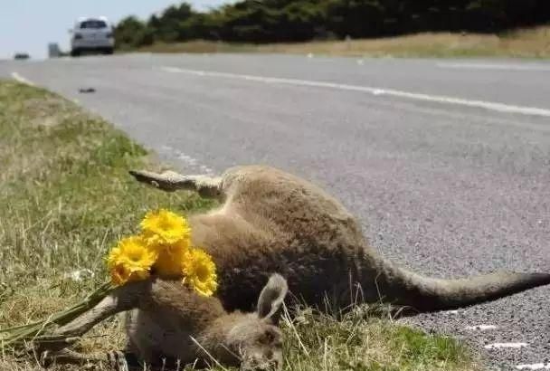 袋鼠袋子里有粪便怎么办,刚出生的袋鼠会进育儿袋里它们粪便是怎么处理的