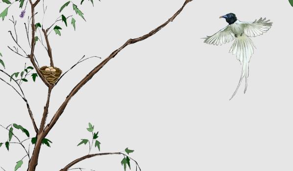 鸠占鹊巢鸠是指什么鸟(鸠占鹊巢的鸠指的是什么鸟)