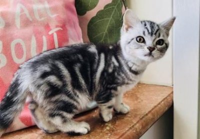 ​母猫绝育后会疼多长时间公猫绝育后疼痛维持多长时间