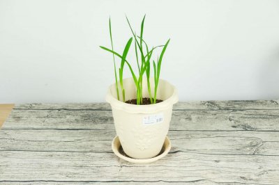 ​香雪兰水培怎样放