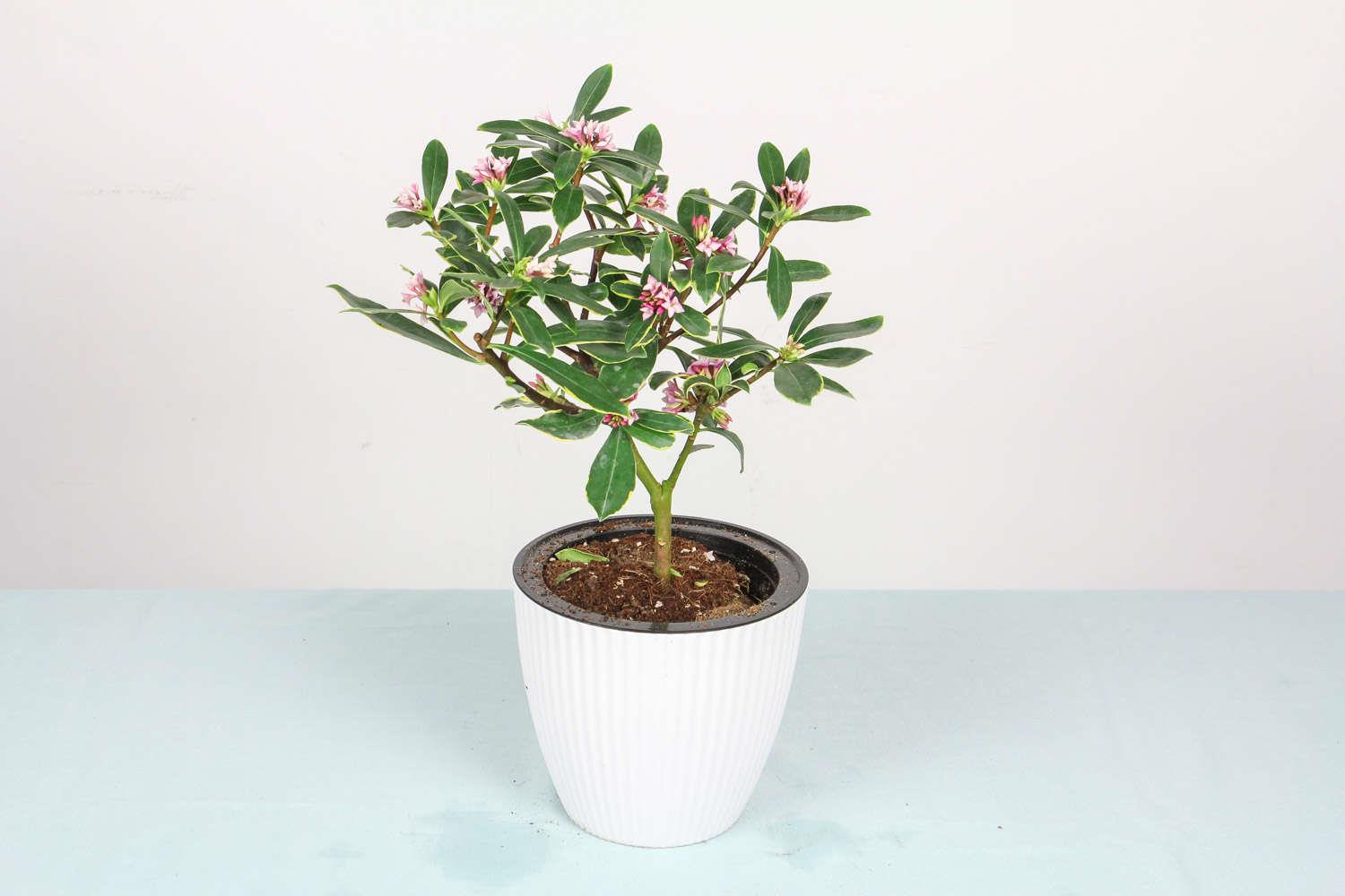 金边瑞香 金边瑞香