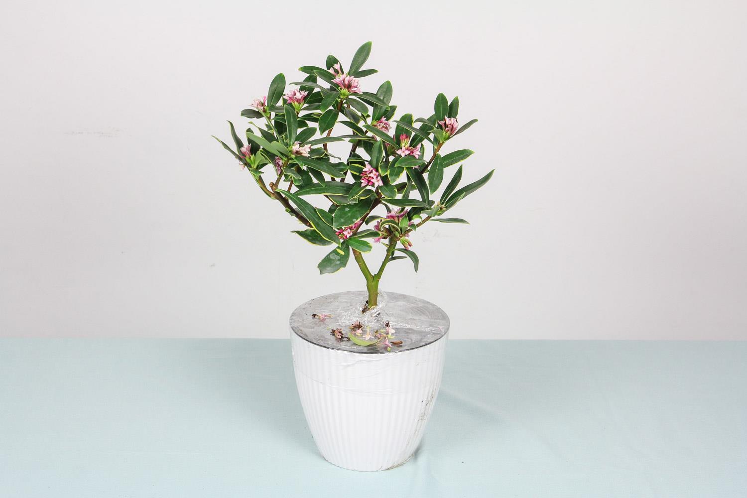 金边瑞香 金边瑞香