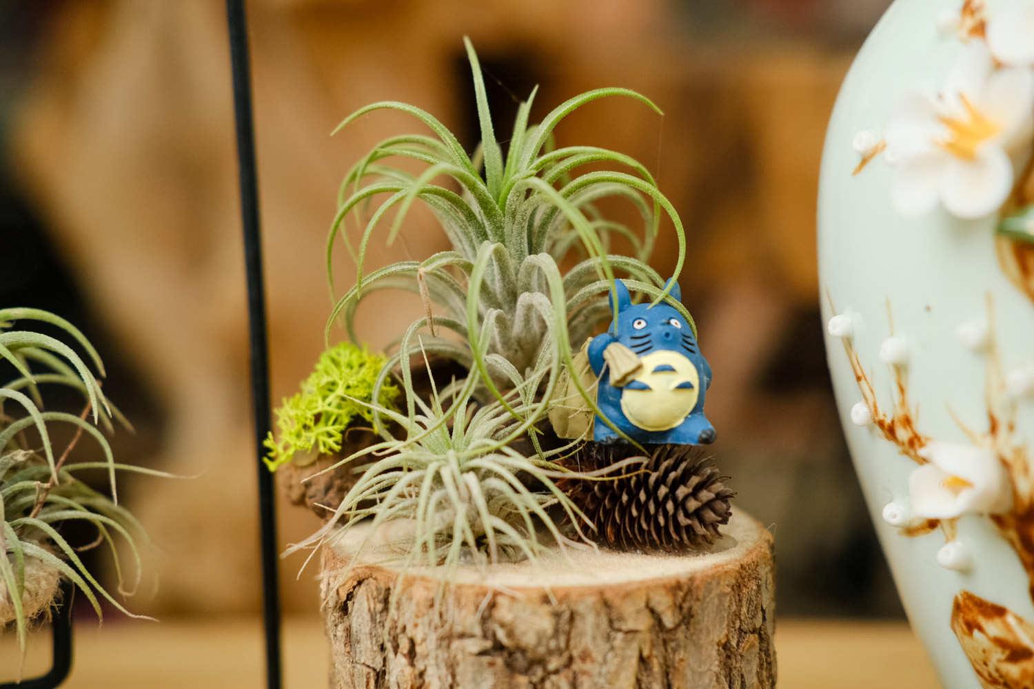 空气凤梨 空气凤梨