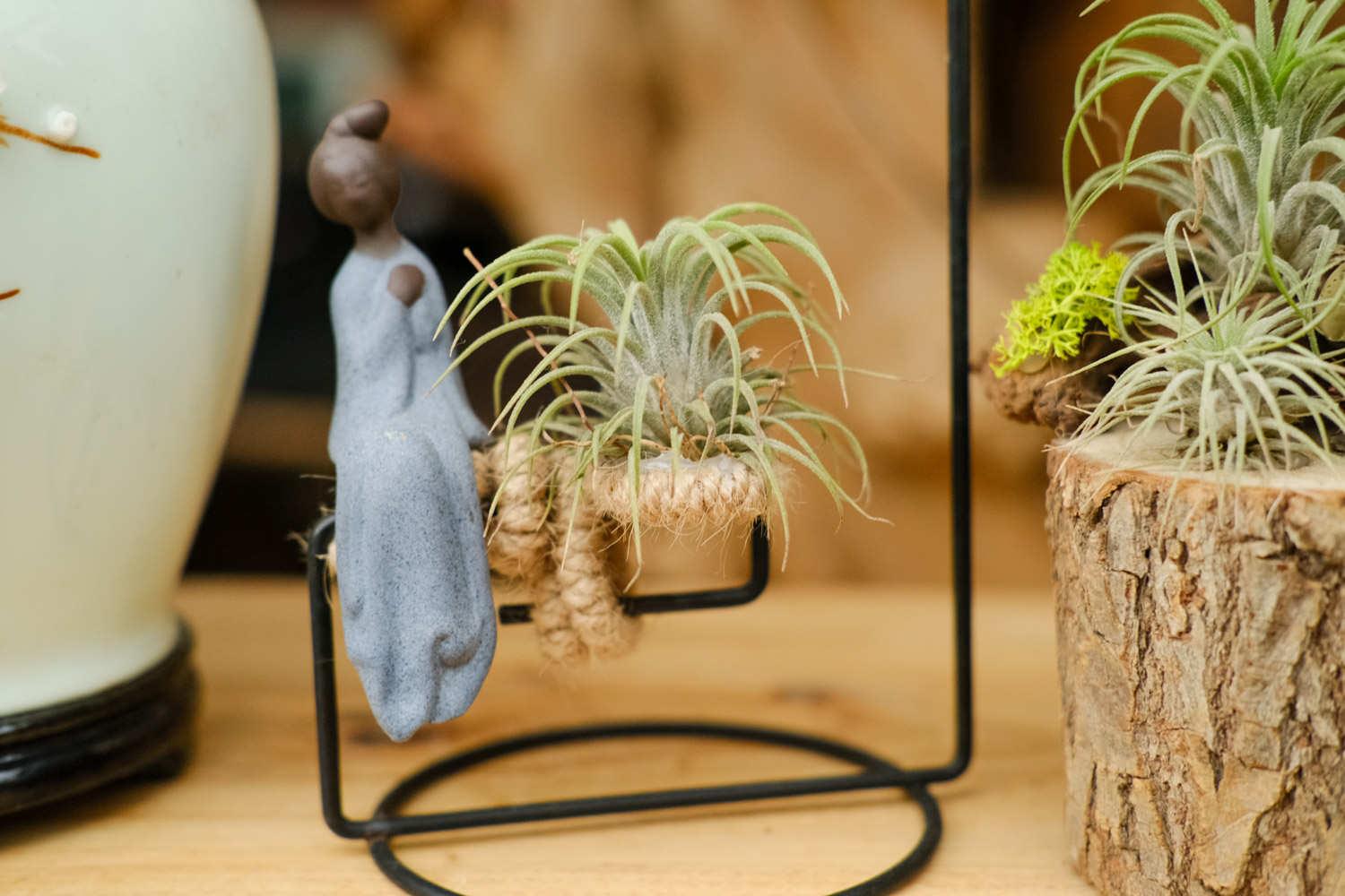 空气凤梨 空气凤梨