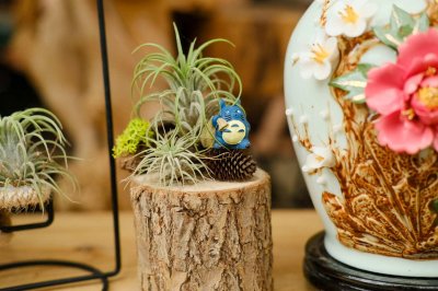 ​空气凤梨怎么养