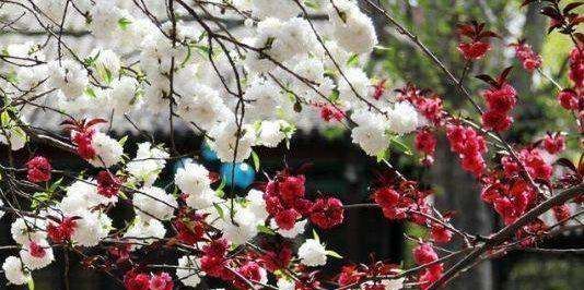 一树梨花压海棠什么意思,玉树临风胜潘安一枝梨花压海棠什么意思图4