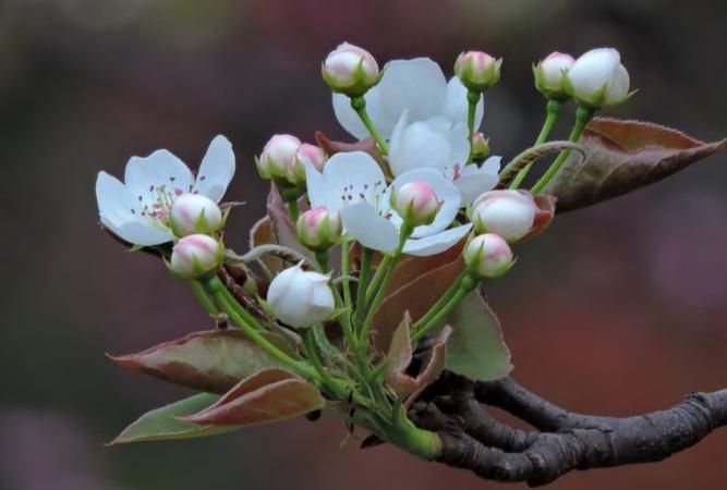 一树梨花压海棠是什么意思啊