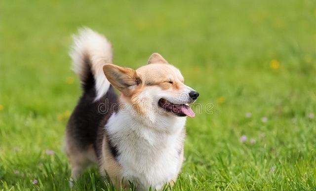 柯基多少钱一只幼犬(柯基多少钱一只) 第3张