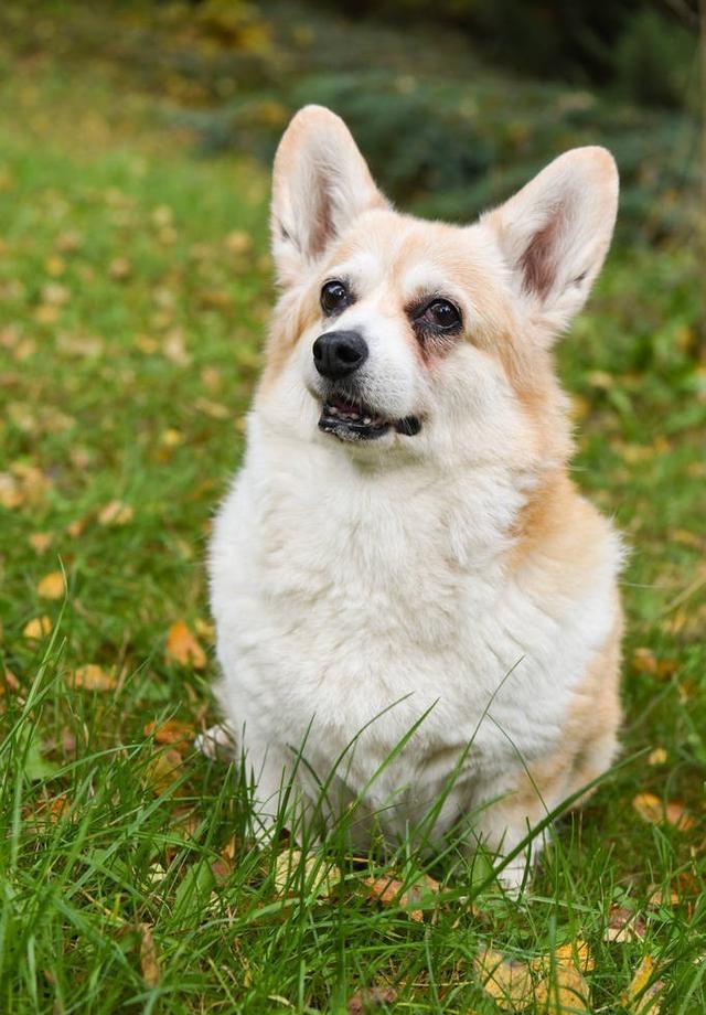 柯基多少钱一只幼犬(柯基多少钱一只) 第1张