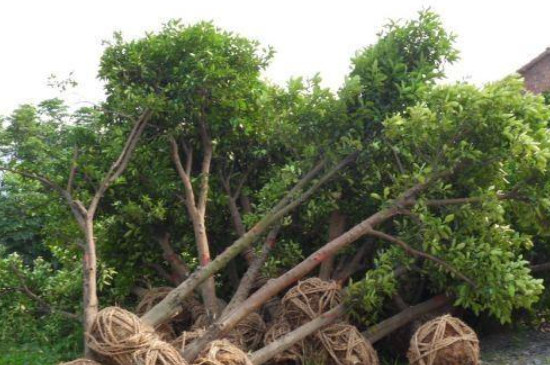 移栽植物时根部为什么要多留土(图3)