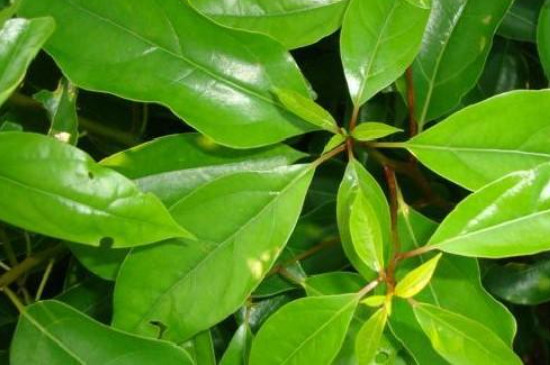 移栽植物时根部为什么要多留土(图2)