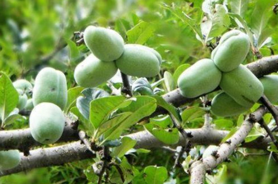 移栽植物时根部为什么要多留土(图4)