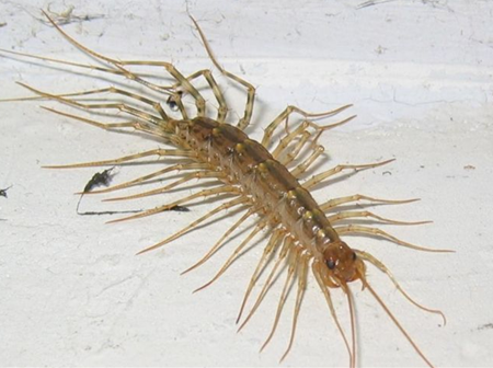 蚰蜒怎么读（蚰蜒的读音）