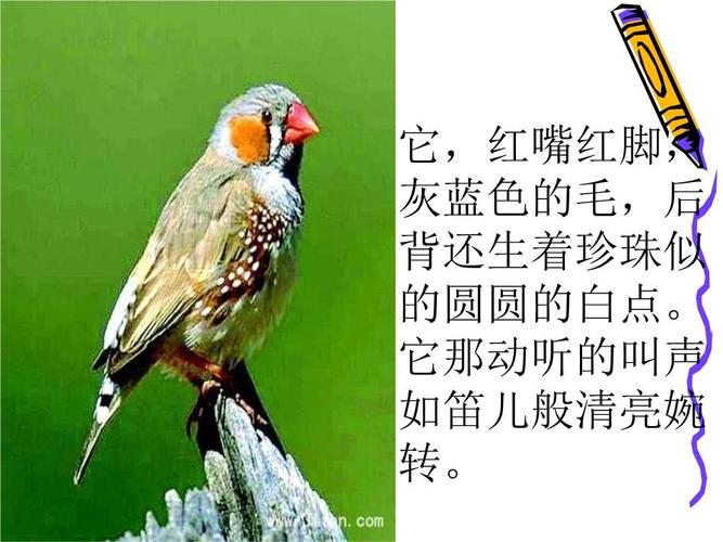 有关珍珠鸟的资料及喂养方法