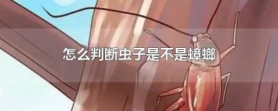 ​怎么判断虫子是不是蟑螂幼虫 怎么判断虫子是不是蟑螂卵