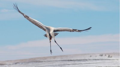 ​野鹤纷飞日暮不思归什么意思