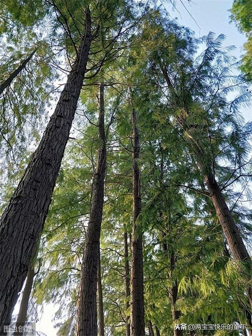 十年树木，百年树人