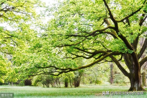 十年树木，百年树人