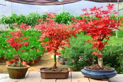 ​红枫盆景怎么养护 掌握这些事项很重要