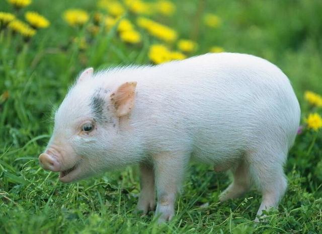 生态养猪实用技术大全（农村养殖致富经）(2)