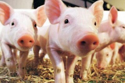 ​生态养猪实用技术大全（农村养殖致富经）