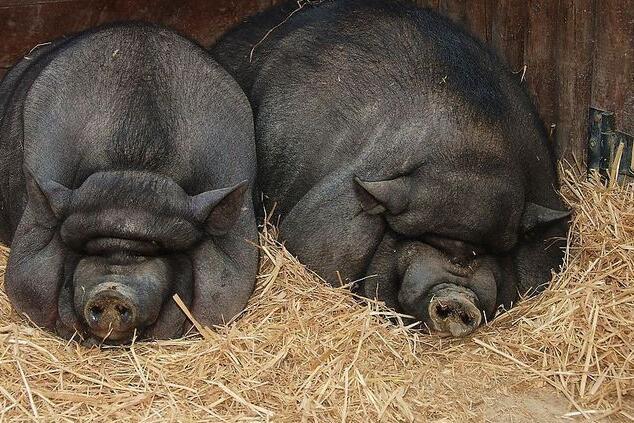 生态养猪实用技术大全（农村养殖致富经）(4)