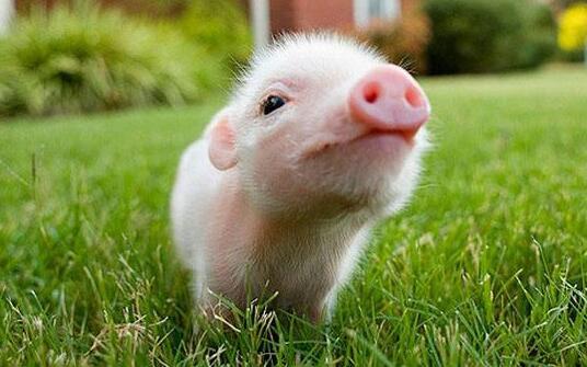 生态养猪实用技术大全（农村养殖致富经）(3)