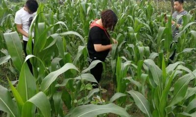 ​高效氯氟氰菊酯杀什么虫图片（氯氟氰菊酯主要成分与用量）