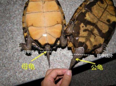 ​乌龟如何分公母这些冷知识，你知道吗？