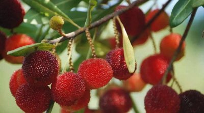 ​龙眼儿(龙眼儿童可以吃吗)