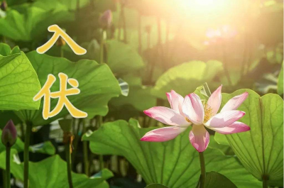 ​夏天三伏天怎么算 夏天三伏从什么时候开始