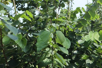 ​紫荆的盆景制作方法