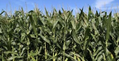 ​联创102玉米种子简介（审定公告介绍）