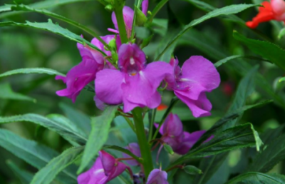 ​何氏凤仙花的叶子可以洒水吗 浇水时应该注意什么