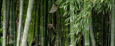 ​毛竹什么时候栽合适 毛竹施肥技术