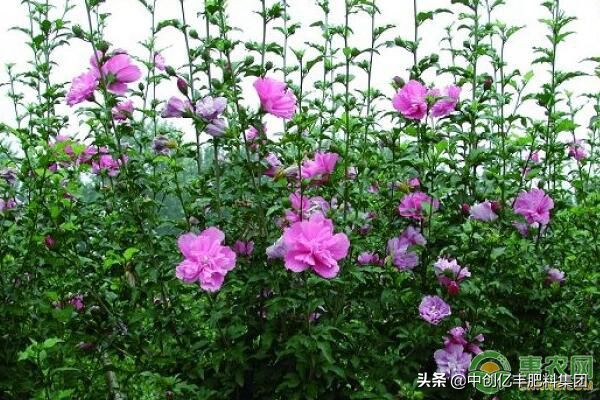 木菊花的养殖方法和注意事项（关于木菊花的养护小技巧）