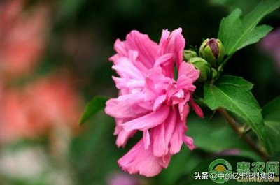 ​木菊花的养殖方法和注意事项（关于木菊花的养护小技巧）