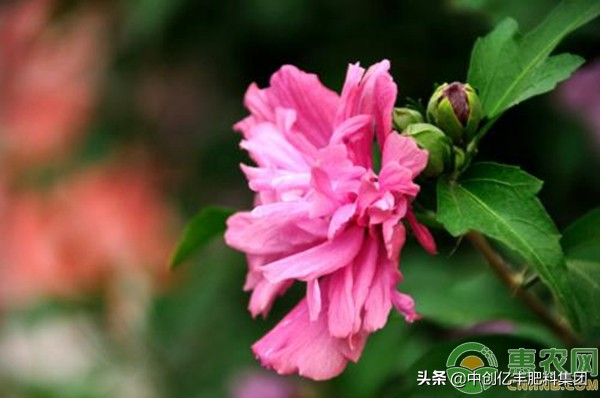 木菊花的养殖方法和注意事项（关于木菊花的养护小技巧）