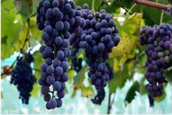 夏黑葡萄是什么葡萄呢 夏黑葡萄有什么营养价值呢