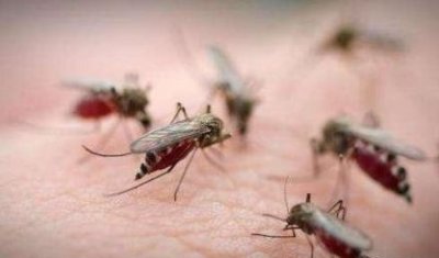 ​灭蚊子只服这个“土”方法，轻松帮你消灭掉，蚊子能“来回逃窜”